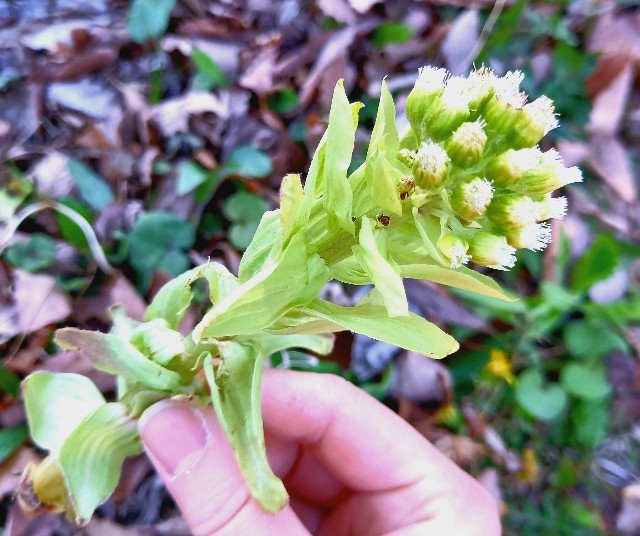 ふきのとうの茎のレシピ : ピースケさんのお留守ばん