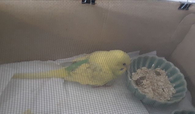 突然我が家に舞い込んだセキセイインコ。_f0293042_08292551.jpg