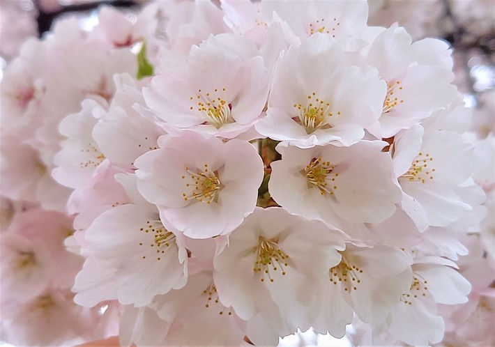 桜の花びらが舞う中で 年４月開校 太陽の学校 より
