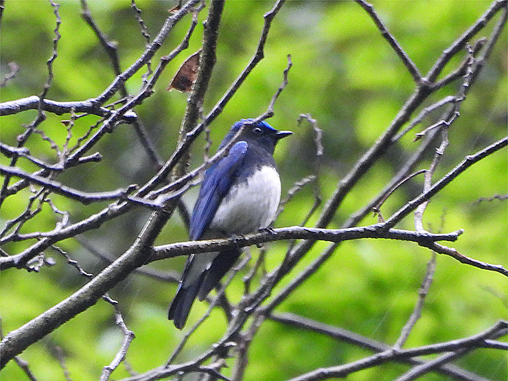 birdwatching in 大森②_f0214649_19000255.jpg