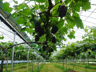 熊本ぶどう 社方園 令和3年の「山鹿のぶどう」は順調すぎるぐらい順調です!誘引作業の様子を現地取材_a0254656_17434766.jpg