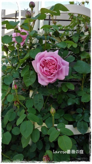 メアリーローズ が咲き出して La Rose 薔薇の庭