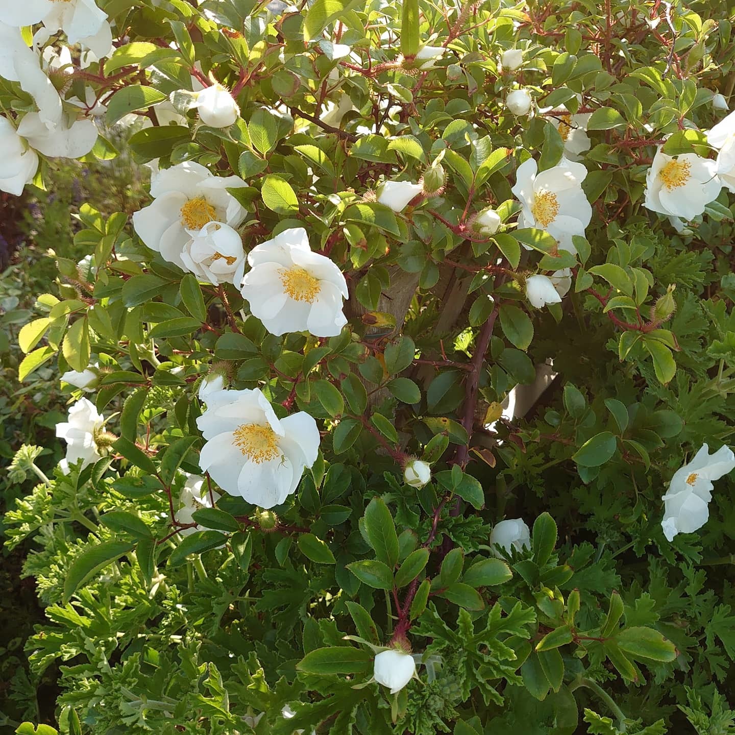 花盛り_a0164657_23120878.jpg