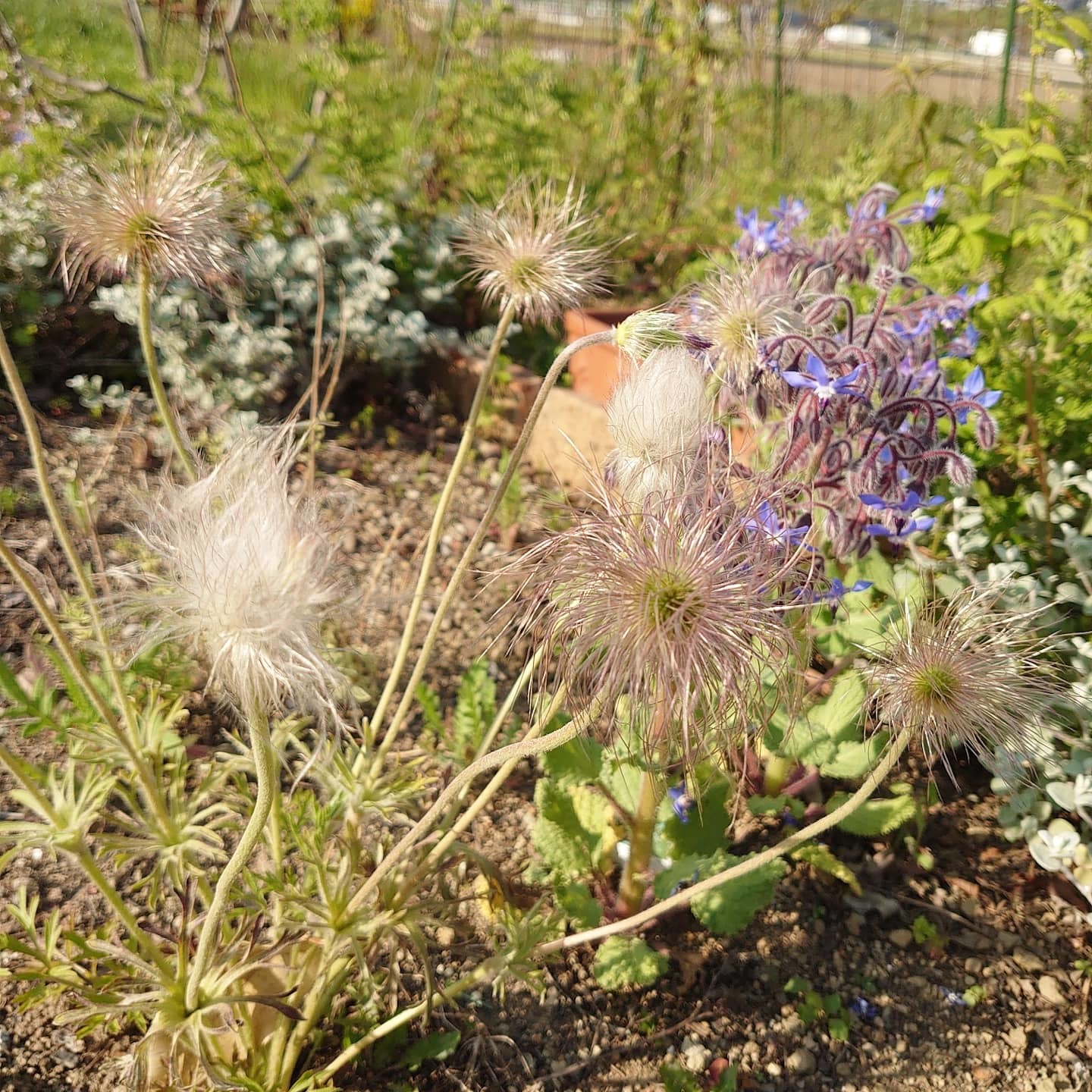 花盛り_a0164657_23120965.jpg