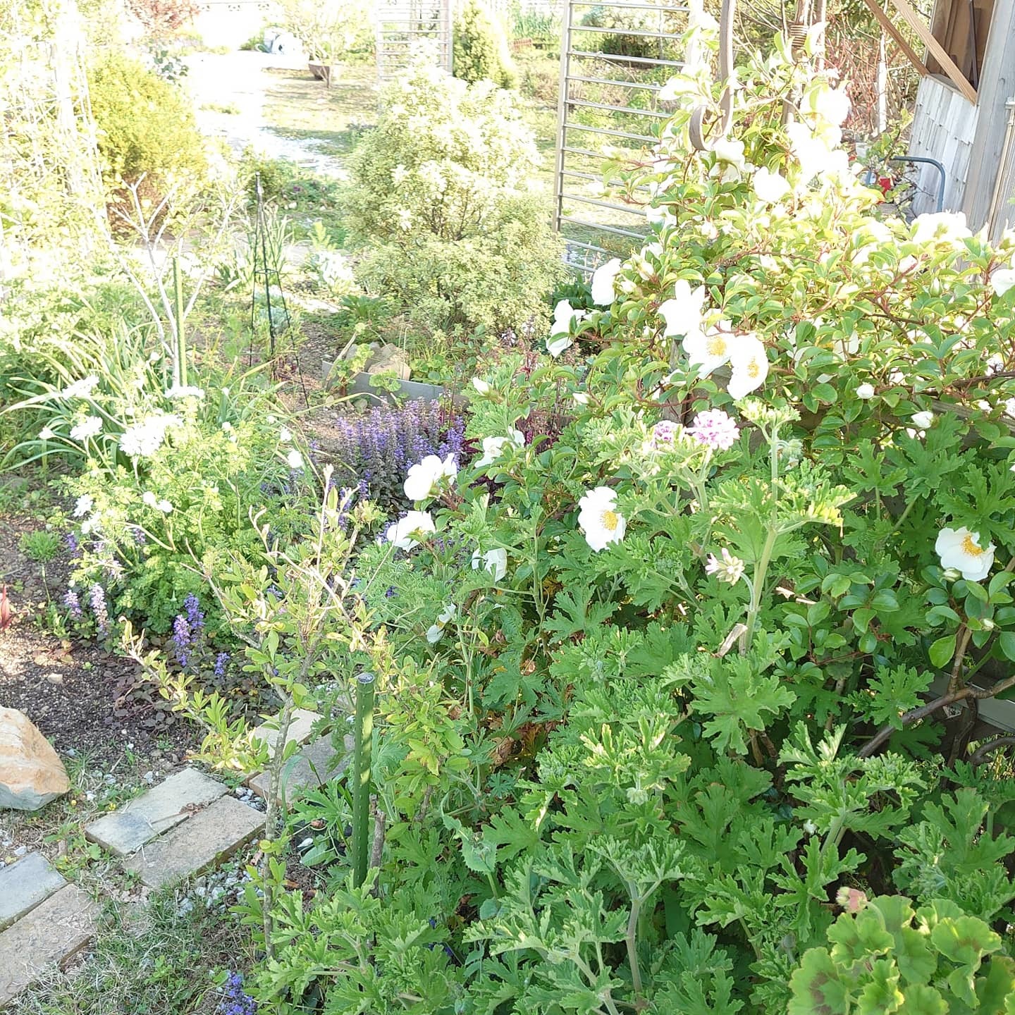 花盛り_a0164657_23120975.jpg