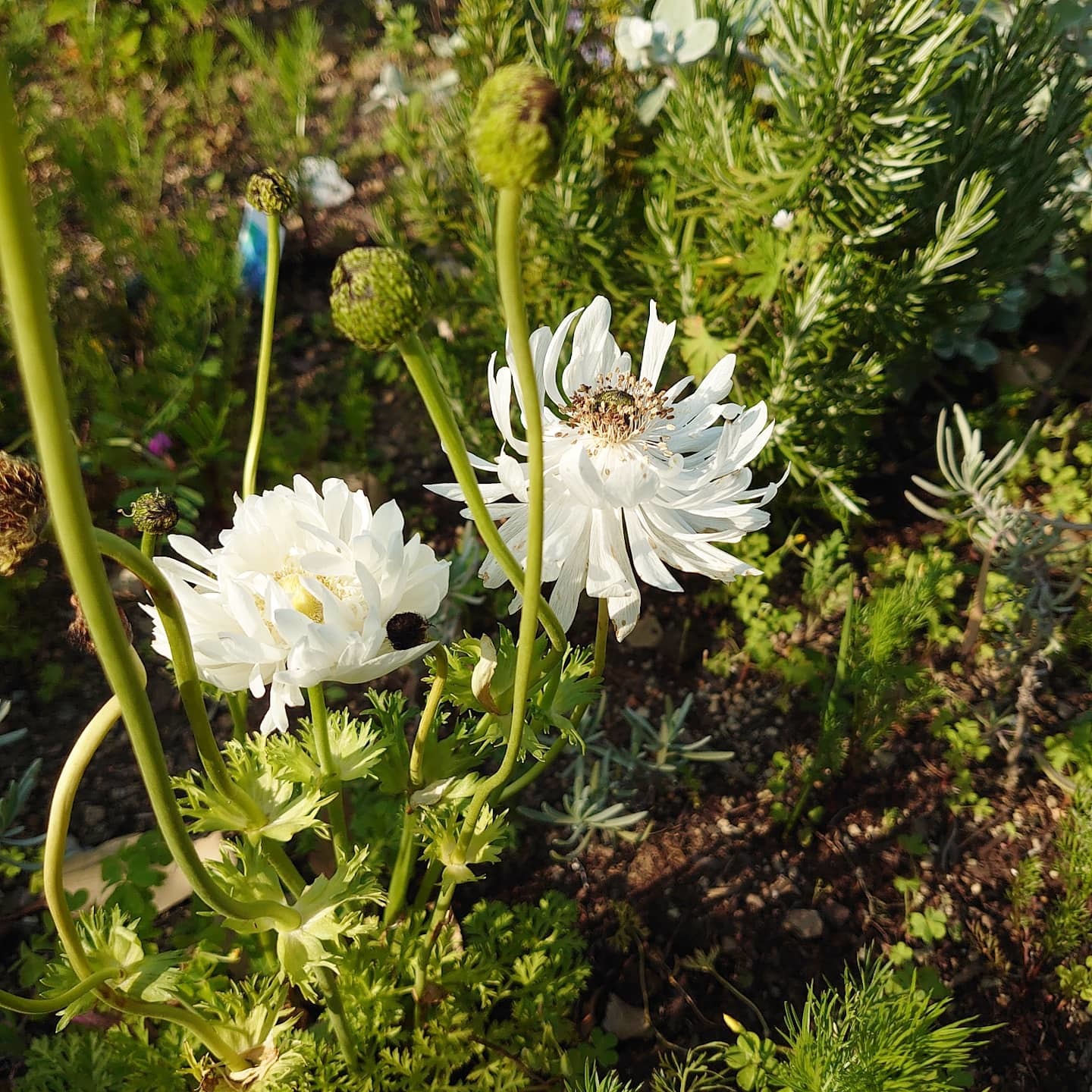 花盛り_a0164657_23120988.jpg