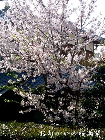 タンポポの日本在来種　　　　　　　　　　　　No.2093_d0103457_01182621.jpg