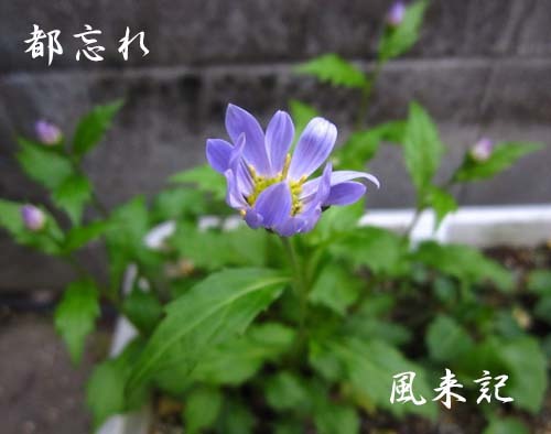 タンポポの日本在来種　　　　　　　　　　　　No.2093_d0103457_10185863.jpg