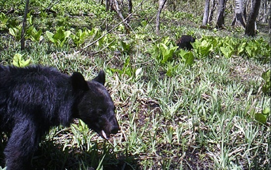 ツキノワグマと水芭蕉（2021年）_c0294658_21204818.jpg