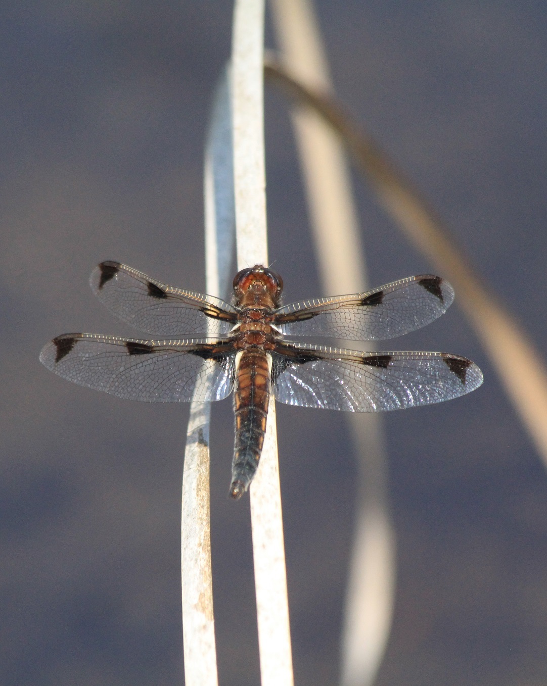 ベッコウトンボ きらら浜自然観察公園 成長する家 つれづれ日記