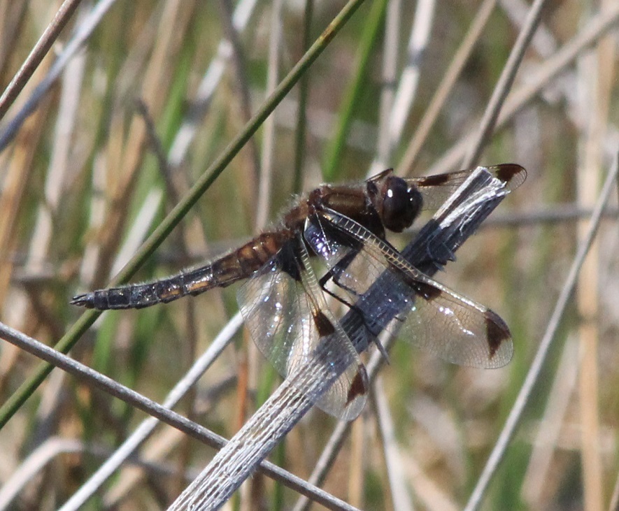 ベッコウトンボ きらら浜自然観察公園 成長する家 つれづれ日記