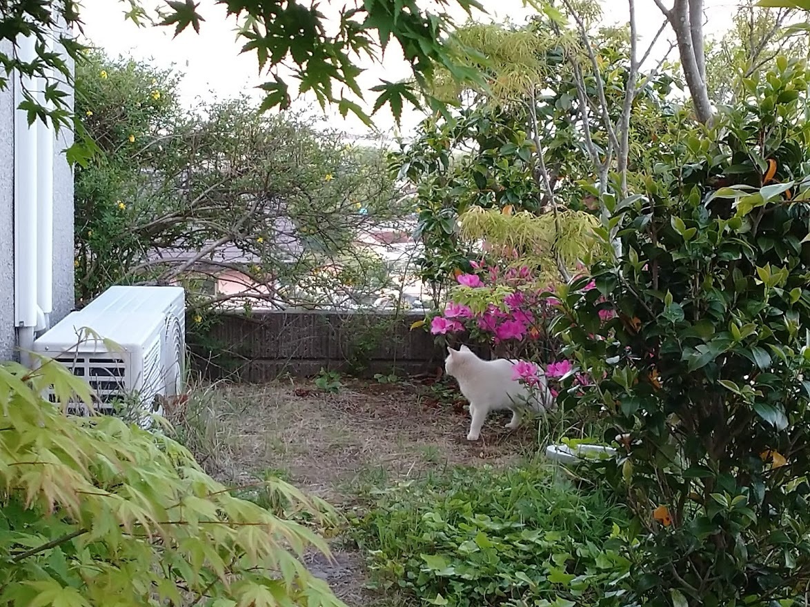 ヒラドツツジ_f0197985_19293761.jpg