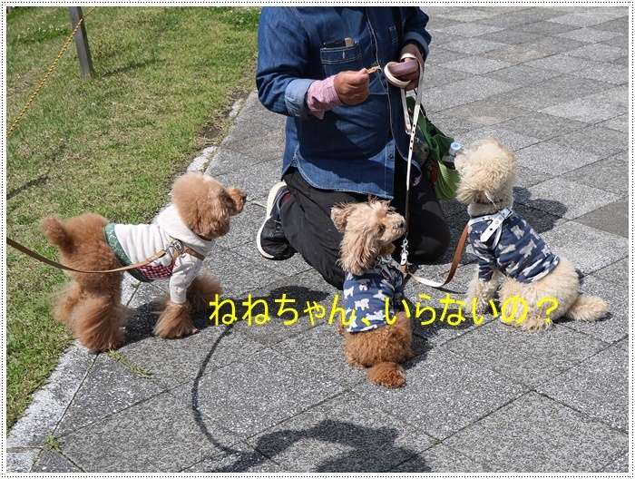 久しぶりの全員集合!!楽しいお散歩できました(v´∀‘*) イエーイ♪_b0175688_22533136.jpg