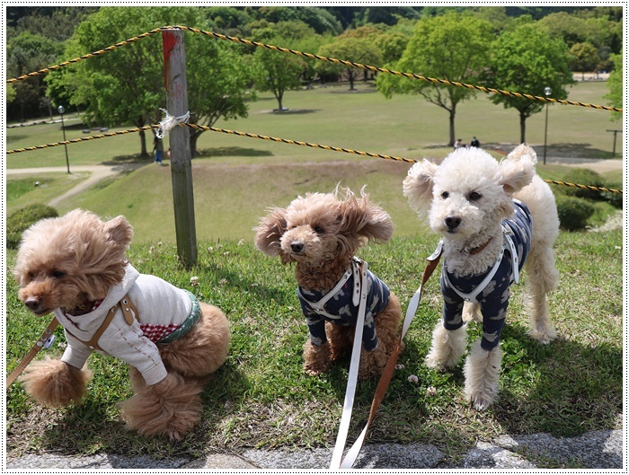 久しぶりの全員集合!!楽しいお散歩できました(v´∀‘*) イエーイ♪_b0175688_22570904.jpg