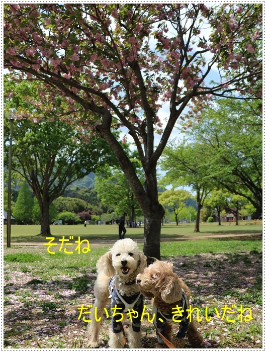 久しぶりの全員集合!!楽しいお散歩できました(v´∀‘*) イエーイ♪_b0175688_23050252.jpg