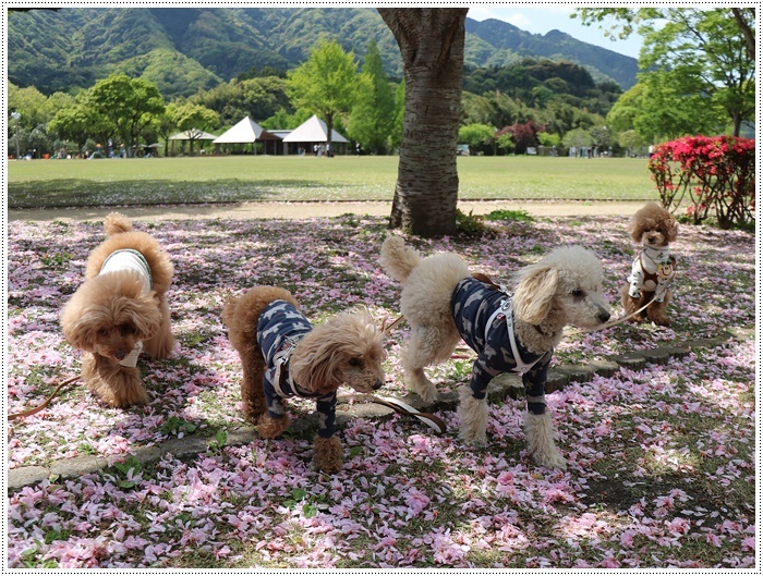 久しぶりの全員集合!!楽しいお散歩できました(v´∀‘*) イエーイ♪_b0175688_23064002.jpg