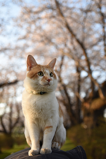 展勝地、穏やか・2021桜_e0414191_19100984.jpg