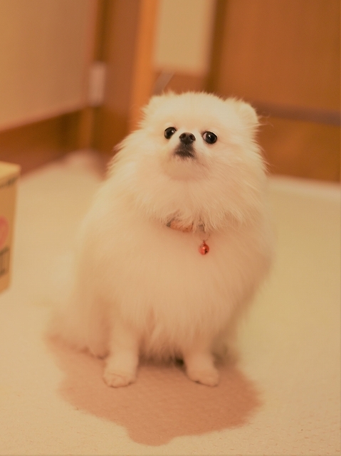 離れ離れはイヤ!_d0360206_22475286.jpg