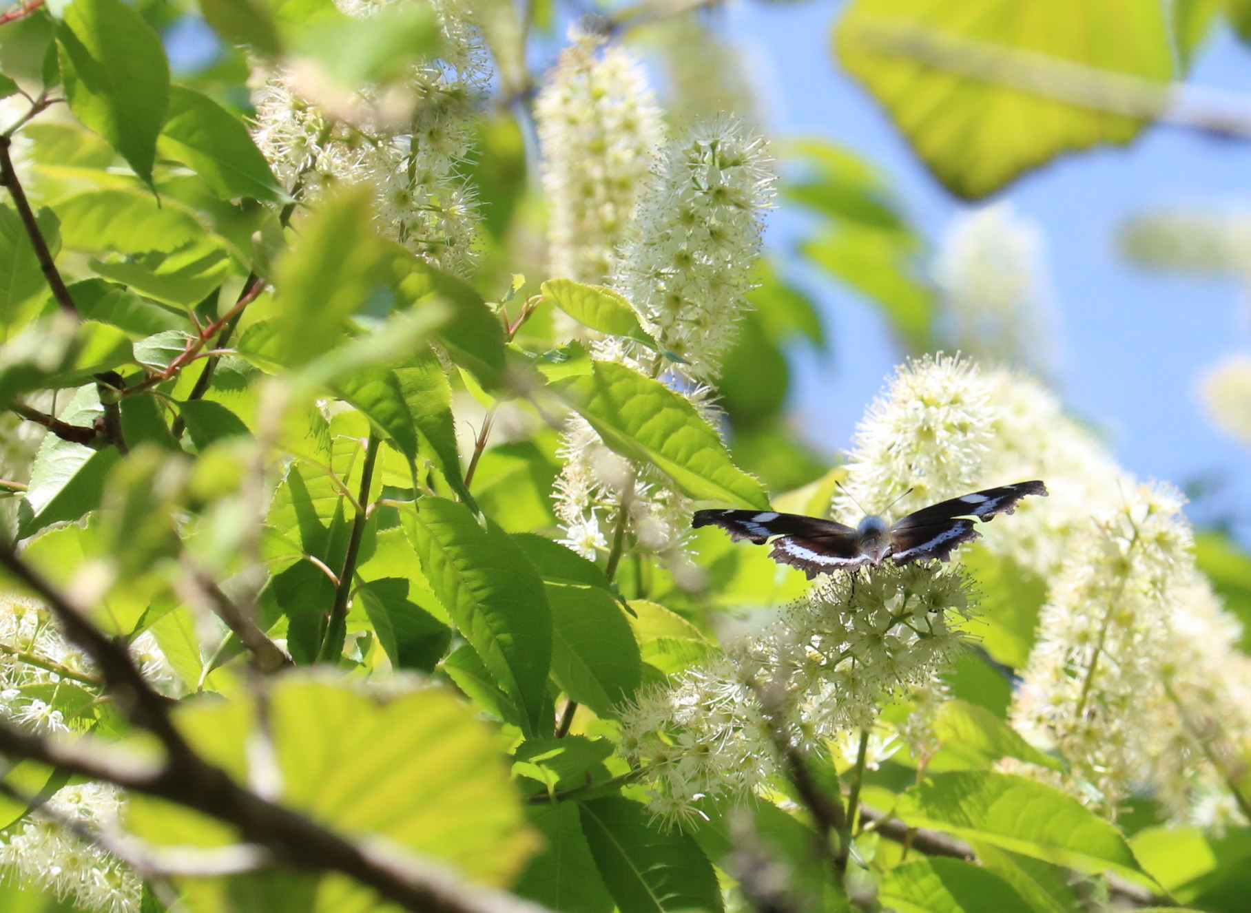 埼玉北部　　ルリタテハ上溝桜吸蜜2021/04/20①_d0251807_17214604.jpg