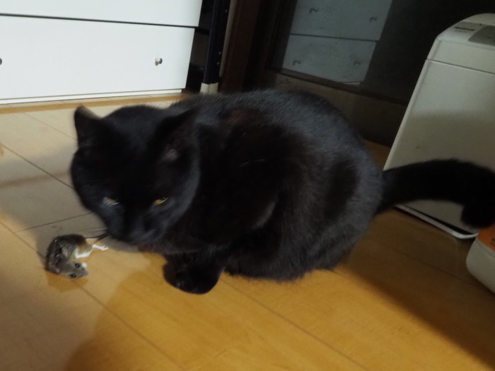 くうちゃんが、ネズミを捕って来た_c0116915_23260834.jpg