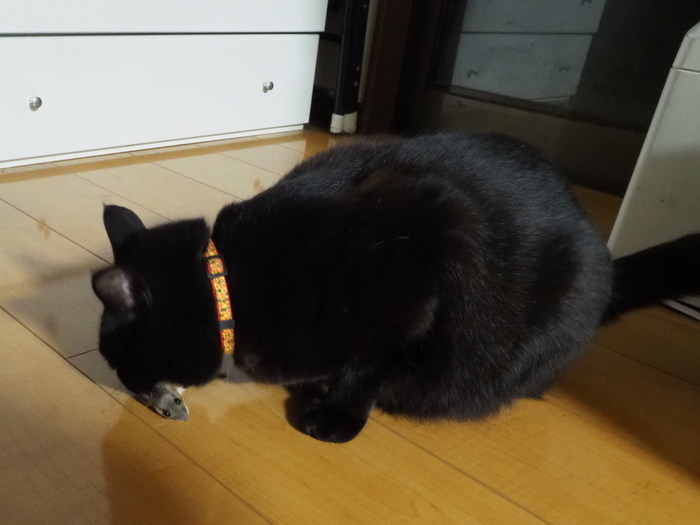 くうちゃんが、ネズミを捕って来た_c0116915_23262147.jpg