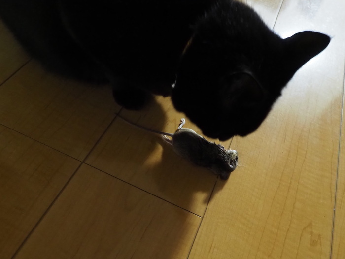 くうちゃんが、ネズミを捕って来た_c0116915_23263345.jpg