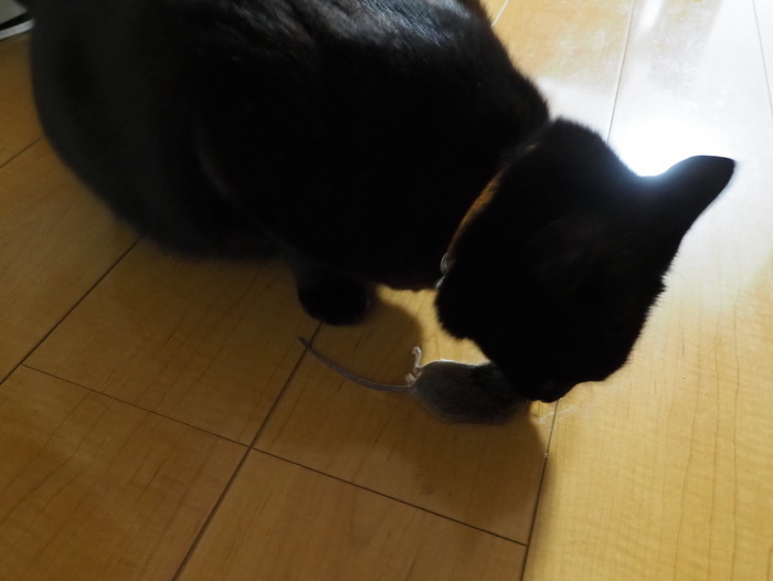 くうちゃんが、ネズミを捕って来た_c0116915_23264874.jpg