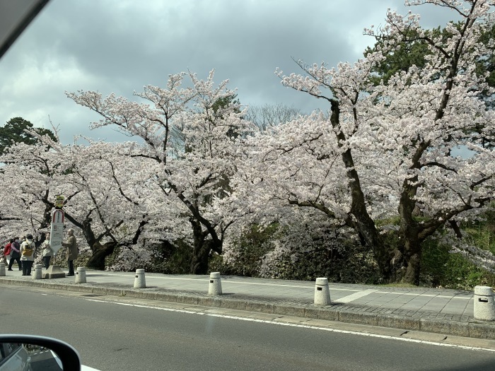 満開の弘前公園_b0150120_19352487.jpg