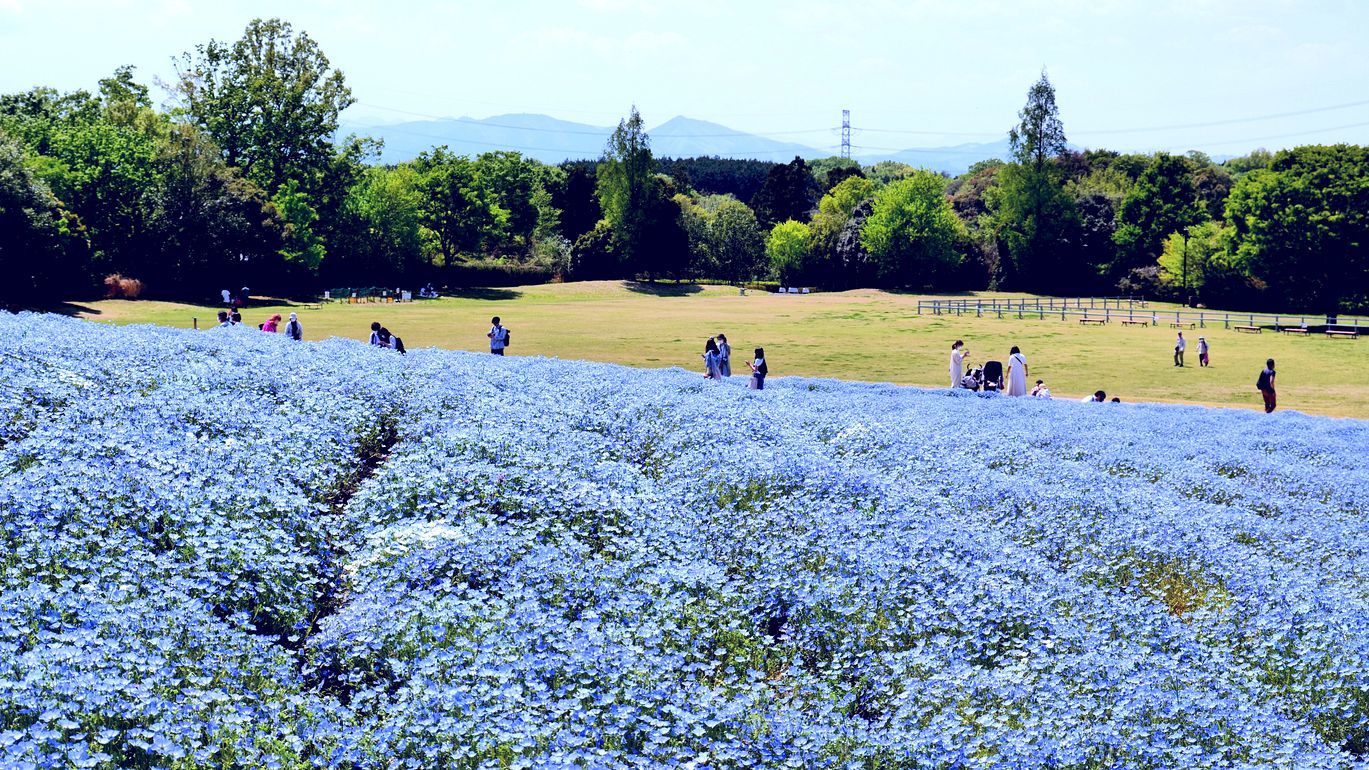 青の衝撃！ ブルーファンタジー♪・・・満開のネモフィラ♪ 国営武蔵丘陵森林公園_a0031821_12140962.jpg