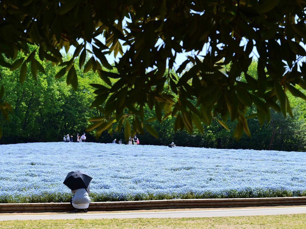 青の衝撃！ ブルーファンタジー♪・・・満開のネモフィラ♪ 国営武蔵丘陵森林公園_a0031821_12143920.jpg