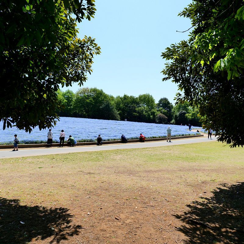 青の衝撃！ ブルーファンタジー♪・・・満開のネモフィラ♪ 国営武蔵丘陵森林公園_a0031821_12145120.jpg