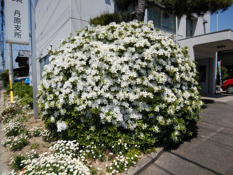 ツツジの育て方 新川日記 ツツジの育て方 新川日記
