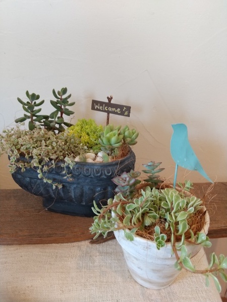 多肉植物の寄せ植え 21 4月21日本日の作品 小さな教室 悠庵