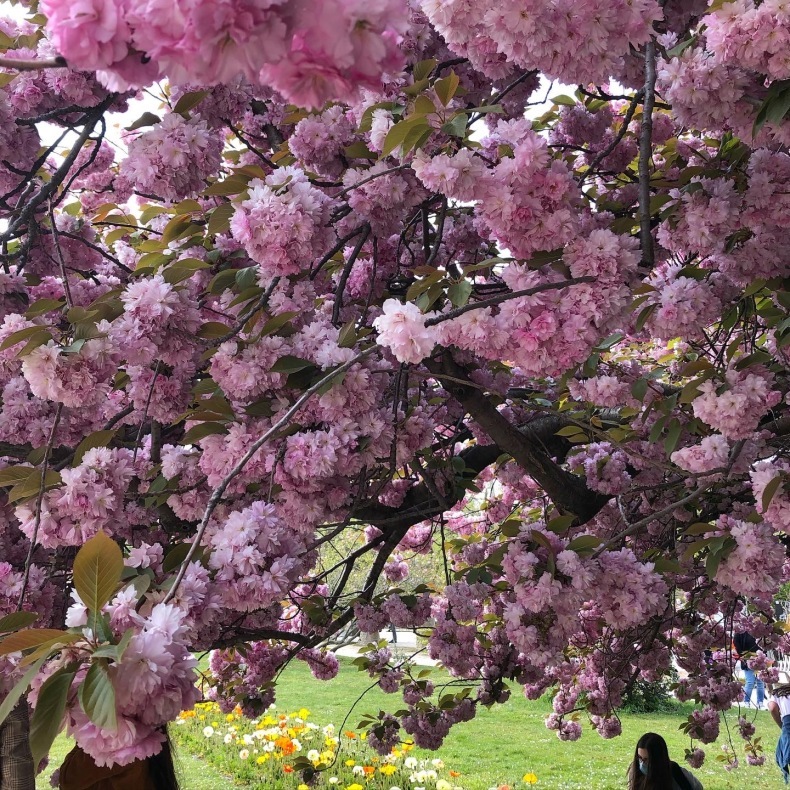 八重桜が満開のパリ植物園から、〈アヴィニヨンのりゅう〉フローリストの高本恵子先生インタビュー_a0231632_15091424.jpeg