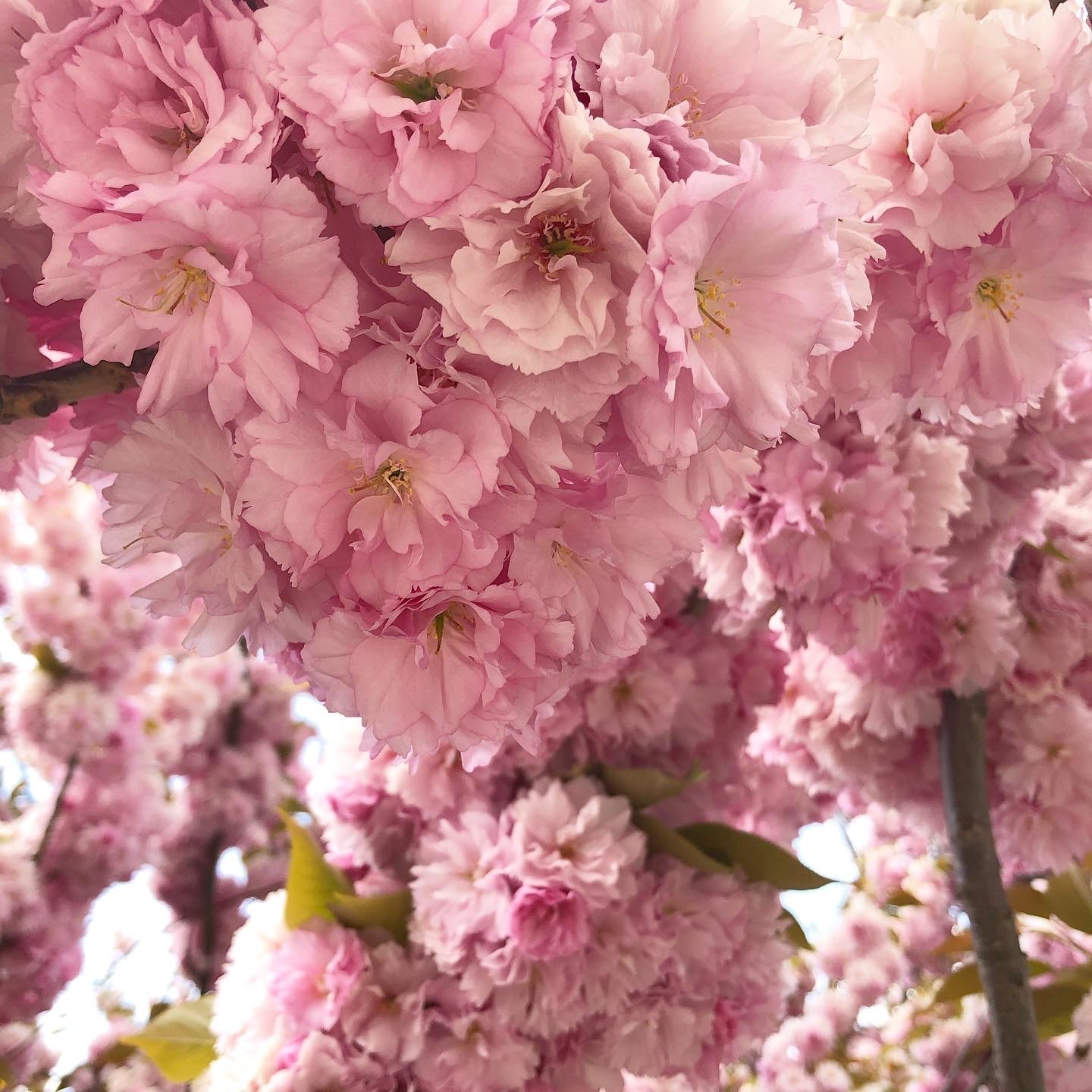 八重桜が満開のパリ植物園から、〈アヴィニヨンのりゅう〉フローリストの高本恵子先生インタビュー_a0231632_15093643.jpeg