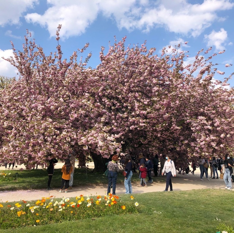 八重桜が満開のパリ植物園から、〈アヴィニヨンのりゅう〉フローリストの高本恵子先生インタビュー_a0231632_15095703.jpeg