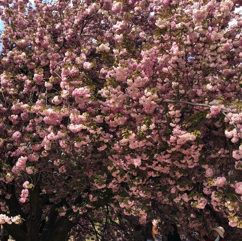 八重桜が満開のパリ植物園から、〈アヴィニヨンのりゅう〉フローリストの高本恵子先生インタビュー_a0231632_15102132.jpeg