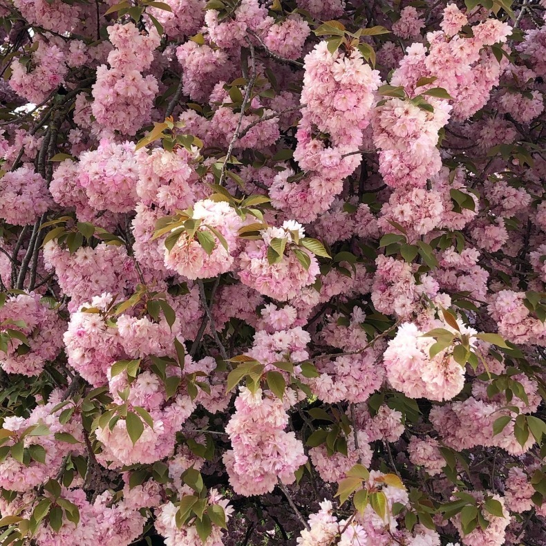 八重桜が満開のパリ植物園から、〈アヴィニヨンのりゅう〉フローリストの高本恵子先生インタビュー_a0231632_15110235.jpeg