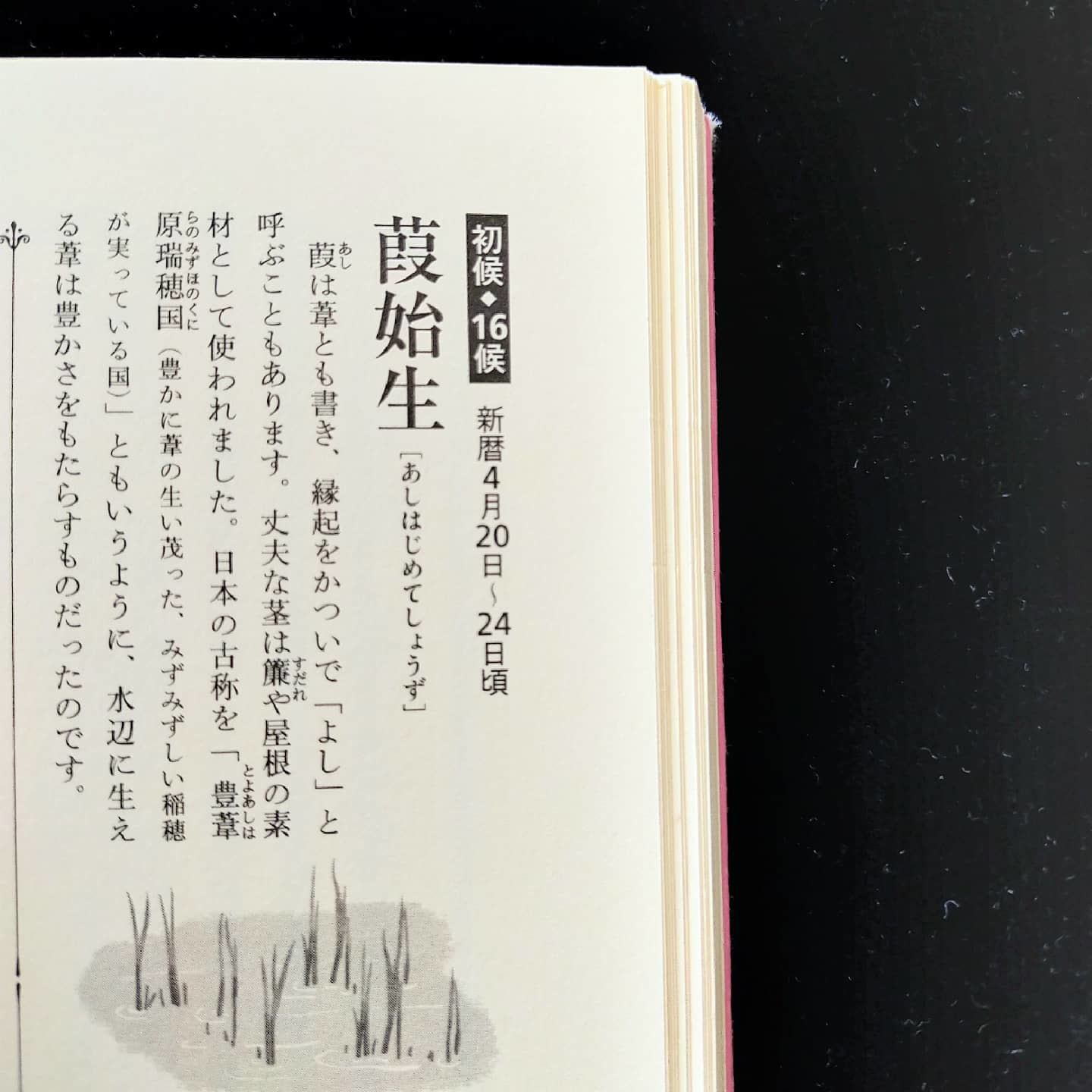 210421　七十二候第十六候「葭始生」（あしはじめてしょうず）_f0164842_14223242.jpg