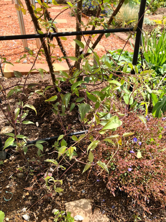 クレマチスの誘引 My Small Garden Sugar Plum クレマチスの誘引 My Small Garden Sugar Plum