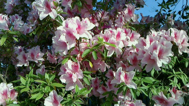 4月の庭の花_a0233951_14031407.jpg