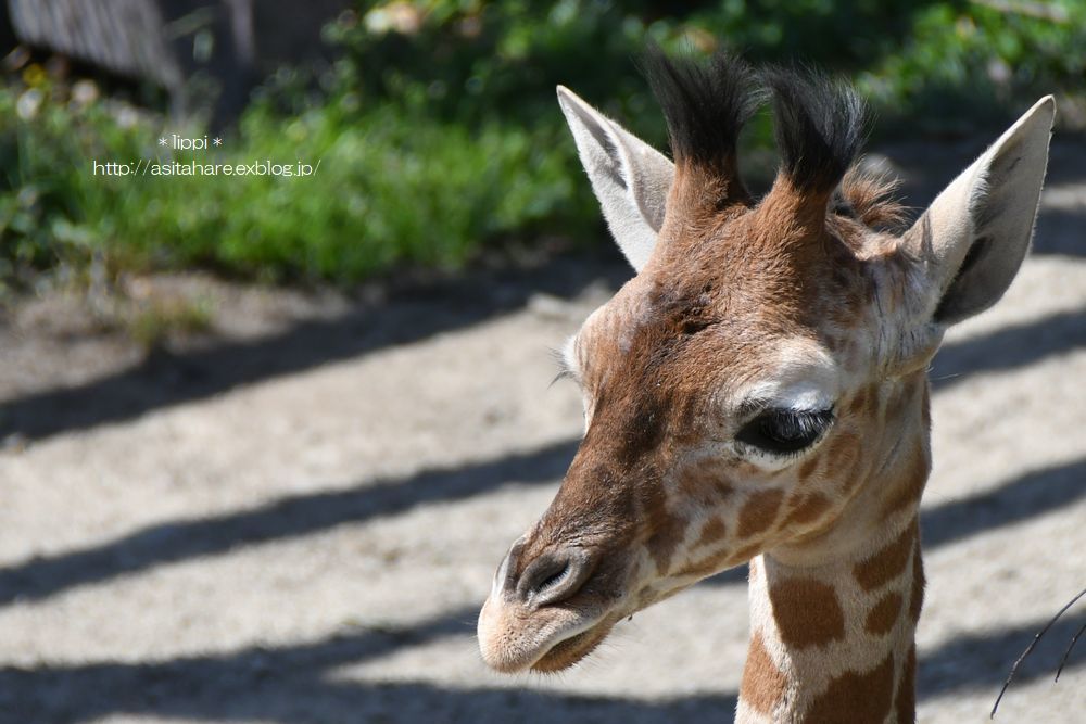 動物園でお散歩
