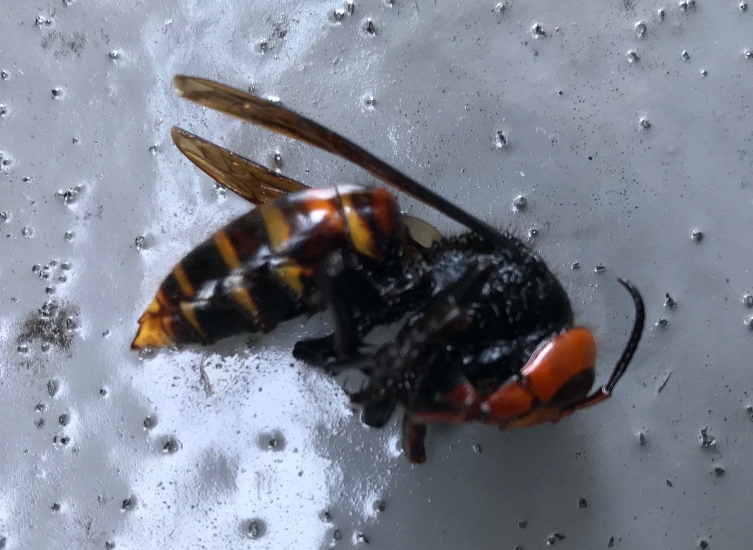 自宅ベランダに瀕死のオオスズメバチ飛来4・20_c0014967_07171431.jpg