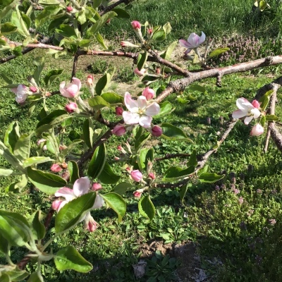 林檎の花咲く　　　　　２０２１、4、21_e0019167_08333170.jpeg
