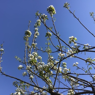 林檎の花咲く　　　　　２０２１、4、21_e0019167_08363938.jpeg
