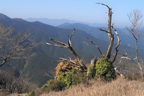 山笑う　　木梶山～赤ゾレ山_c0303868_04502854.jpg