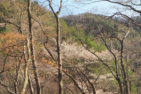 山笑う　　木梶山～赤ゾレ山_c0303868_04505270.jpg