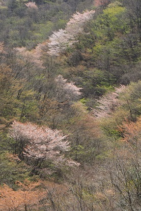 山笑う　　木梶山～赤ゾレ山_c0303868_04541326.jpg