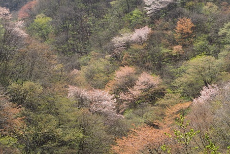 山笑う　　木梶山～赤ゾレ山_c0303868_04574197.jpg