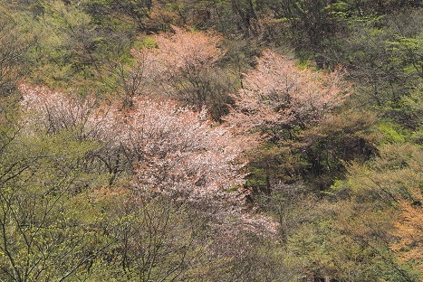 山笑う　　木梶山～赤ゾレ山_c0303868_04580982.jpg